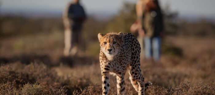 The Great Karoo: South Africa’s Must-Visit Destination for 2026